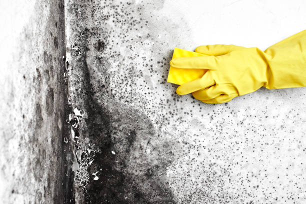 Best Attic Mold Removal  in Chester, WV