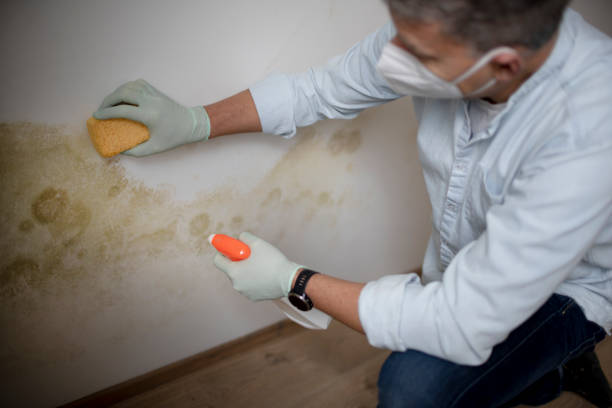 Best Same-Day Mold Removal  in Chester, WV