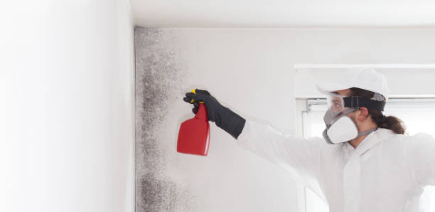 Best Mold Damage Repair  in Chester, WV