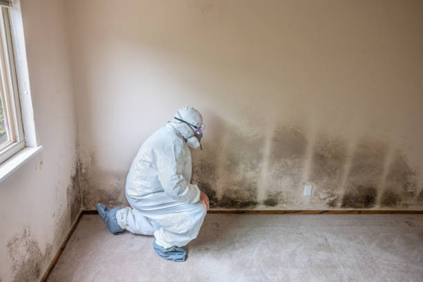 Best Residential Mold Removal  in Chester, WV